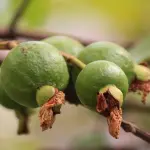 Il frutto di Guava: le proprietà.