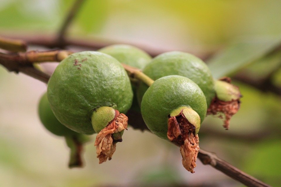 frutto di guava